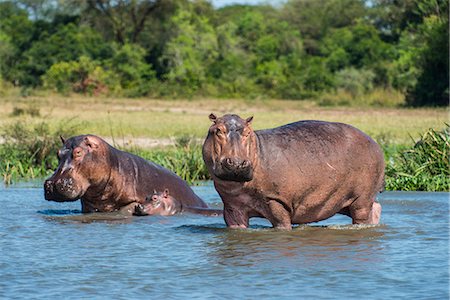 Hippopotamus (Hippopotamus amphibius), Murchison Falls National Park, Uganda, East Africa, Africa Stock Photo - Premium Royalty-Free, Code: 6119-07443790