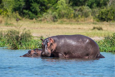 Hippopotamus (Hippopotamus amphibius), Murchison Falls National Park, Uganda, East Africa, Africa Stock Photo - Premium Royalty-Free, Code: 6119-07443791