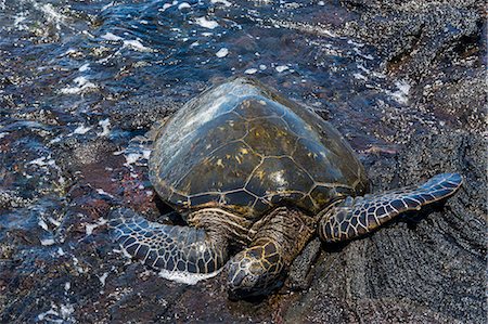 Sea turtle (Chelonioidea), Punaluu Black Sand Beach on Big Island, Hawaii, United States of America, Pacific Stockbilder - Premium RF Lizenzfrei, Bildnummer: 6119-07443848