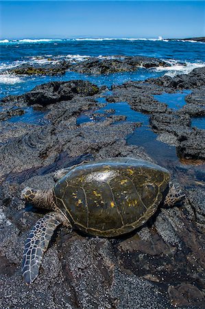 Sea turtle (Chelonioidea), Punaluu Black Sand Beach on Big Island, Hawaii, United States of America, Pacific Stockbilder - Premium RF Lizenzfrei, Bildnummer: 6119-07443849