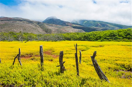simsearch:6119-07443868,k - Fenced field of yellow flowers, Island of Molokai, Hawaii, United States of America, Pacific Photographie de stock - Premium Libres de Droits, Code: 6119-07443874