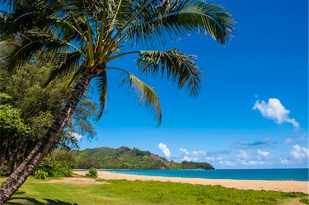 palm tree in beach - Bay of Hanalai on the island of Kauai, Hawaii, United States of America, Pacific Stock Photo - Premium Royalty-Free, Code: 6119-07443807