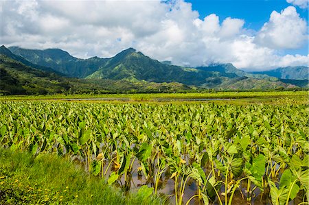 simsearch:6119-07443885,k - Taro fields near Hanalei on the island of Kauai, Hawaii, United States of America, Pacific Stock Photo - Premium Royalty-Free, Code: 6119-07443811