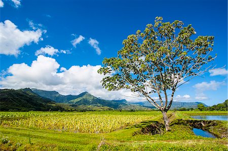 Taro fields near Hanalei on the island of Kauai, Hawaii, United States of America, Pacific Foto de stock - Sin royalties Premium, Código: 6119-07443812