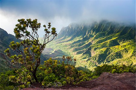 simsearch:6119-07443832,k - Kalalau lookout over the Napali coast from the Kokee State Park, Kauai, Hawaii, United States of America, Pacific Foto de stock - Sin royalties Premium, Código: 6119-07443822