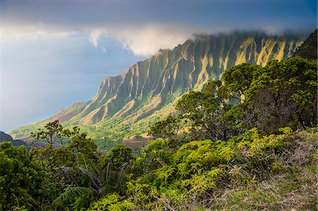 Kalalau lookout over the Napali coast from the Kokee State Park, Kauai, Hawaii, United States of America, Pacific Foto de stock - Sin royalties Premium, Código: 6119-07443827