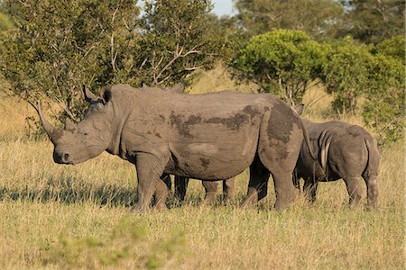 rhinoceros calf - Mother and young white rhino, Kruger National Park, South Africa, Africa Stock Photo - Premium Royalty-Free, Code: 6119-07451143