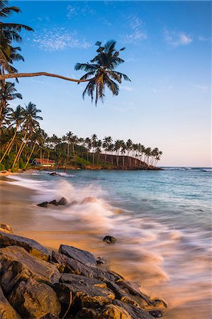 Palm tree, Mirissa Beach, South Coast of Sri Lanka, Sri Lanka, Asia Photographie de stock - Premium Libres de Droits, Code: 6119-07451153