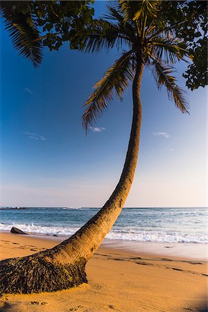 Palm tree, Mirissa Beach, South Coast of Sri Lanka, Sri Lanka, Asia Photographie de stock - Premium Libres de Droits, Code: 6119-07451152