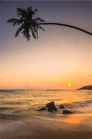 Palm tree at sunset on tropical Mirissa Beach, South Coast of Sri Lanka, Southern Province, Sri Lanka, Asia Stock Photo - Premium Royalty-Free, Code: 6119-07451160