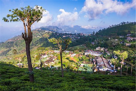 simsearch:6119-07451721,k - Haputale and a tea estate, Sri Lanka Hill Country, Nuwara Eliya District, Sri Lanka, Asia Fotografie stock - Premium Royalty-Free, Codice: 6119-07451166