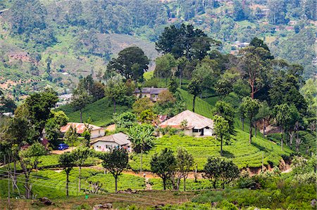 Houses on a tea estate in Haputale, Sri Lanka Hill Country, Sri Lanka, Asia Photographie de stock - Premium Libres de Droits, Code: 6119-07451168