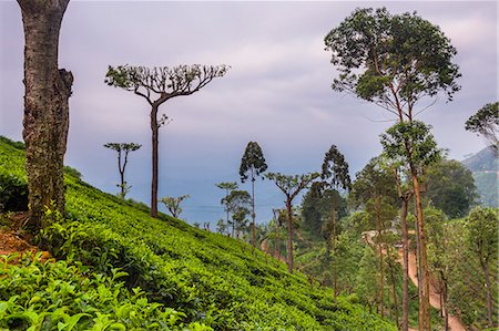 plantation - Tea plantation on a tea estate in Haputale, Nuwara Eliya District, Sri Lanka Hill Country, Sri Lanka, Asia Stock Photo - Premium Royalty-Free, Code: 6119-07451169
