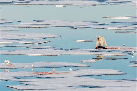 Radio collared female polar bear (Ursus maritimus) with fresh seal kill on ice in Hinlopen Strait, Svalbard, Norway, Scandinavia, Europe Stock Photo - Premium Royalty-Free, Code: 6119-07451261