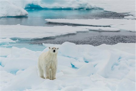 simsearch:6119-09252646,k - Young adult polar bear (Ursus maritimus) on ice in Hinlopen Strait, Svalbard, Norway, Scandinavia, Europe Stock Photo - Premium Royalty-Free, Code: 6119-07451267