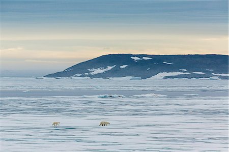 simsearch:6119-07451279,k - Mother polar bear (Ursus maritimus) with cup of year on ice in Hinlopen Strait, Svalbard, Norway, Scandinavia, Europe Stock Photo - Premium Royalty-Free, Code: 6119-07451266