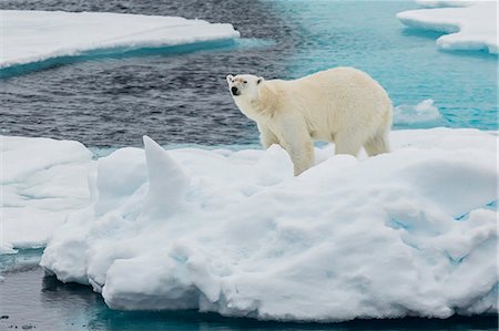 Young adult polar bear (Ursus maritimus) on ice in Hinlopen Strait, Svalbard, Norway, Scandinavia, Europe Foto de stock - Sin royalties Premium, Código: 6119-07451269