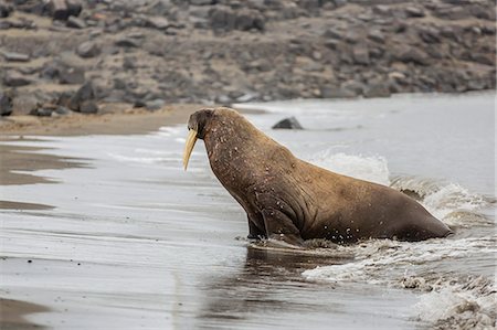 simsearch:6119-07451294,k - Male Atlantic walrus (Odobenus rosmarus rosmarus) hauled out to molt at Kapp Lee, Edgeoya, Svalbard, Norway, Scandinavia, Europe Foto de stock - Sin royalties Premium, Código: 6119-07451281