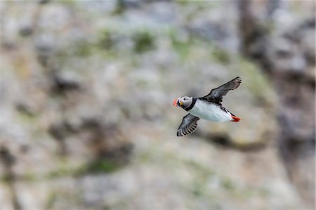 simsearch:6119-07451275,k - Atlantic puffin (Fratercula arctica), taking flight on Bjornoya, Svalbard, Norway,.Scandinavia, Europe Foto de stock - Sin royalties Premium, Código: 6119-07451291