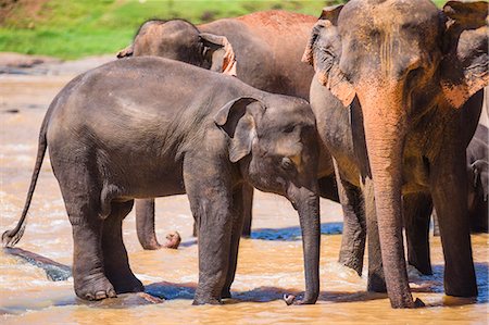 simsearch:6119-09170154,k - Mother and baby elephant in the Maha Oya River, Pinnawala Elephant Orphanage, near Kegalle in the Hill Country of Sri Lanka, Asia Foto de stock - Sin royalties Premium, Código: 6119-07451230