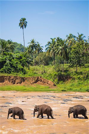 palm trees in rows - Three elephants in the Maha Oya River at Pinnawala Elephant Orphanage near Kegalle in the Hill Country of Sri Lanka, Asia Stock Photo - Premium Royalty-Free, Code: 6119-07451231