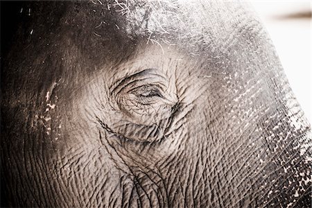 Close up of an elephant's eye, Pinnawala Elephant Orphanage, Sri Lanka, Asia Stock Photo - Premium Royalty-Free, Code: 6119-07451232