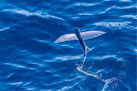 simsearch:6119-07451331,k - Flying fish from the family Exocoetidae taking flight near White Island, North Island, New Zealand, Pacific Foto de stock - Sin royalties Premium, Código: 6119-07451353