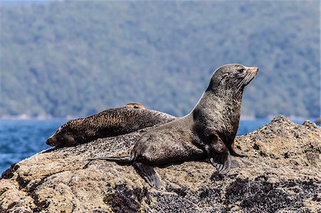 New Zealand fur seals (Arctocephalus forsteri) hauled out in Dusky Sound, South Island, New Zealand, Pacific Foto de stock - Sin royalties Premium, Código: 6119-07451350