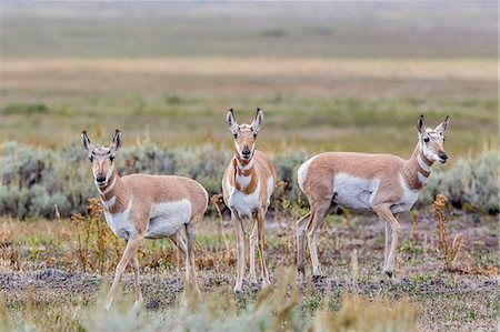 Pronghorn antelope (Antilocapra americana) in Lamar Valley, Yellowstone National Park, UNESCO World Heritage Site, Wyoming, United States of America, North America Stock Photo - Premium Royalty-Free, Code: 6119-07451380