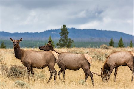 parc national de yellowstone - Elk herd (Cervus canadensis) grazing in Yellowstone National Park, UNESCO World Heritage Site, Wyoming, United States of America, North America Photographie de stock - Premium Libres de Droits, Code: 6119-07451389