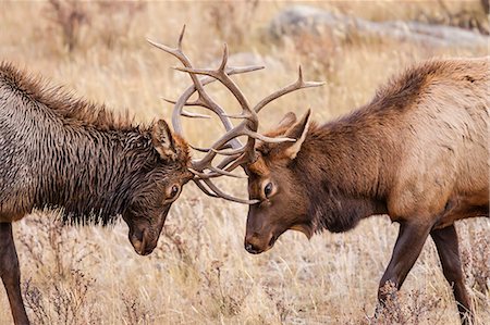 Bull elk (Cervus canadensis) fighting in rut in Rocky Mountain National Park, Colorado, United States of America, North America Stock Photo - Premium Royalty-Free, Code: 6119-07451319