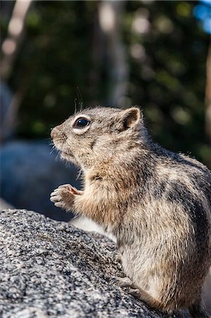 An adult golden-mantled ground squirrel (Callospermophilus lateralis), Rocky Mountain National Park, Colorado, United States of America, North America Stock Photo - Premium Royalty-Free, Code: 6119-07451323