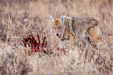 Coyote (Canis latrans) feeding on an elk carcass in Rocky Mountain National Park, Colorado, United States of America, North America Stock Photo - Premium Royalty-Free, Code: 6119-07451321