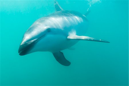 dolphin on water - Dusky dolphin (Lagenorhynchus obscurus) underwater off Kaikoura, South Island, New Zealand, Pacific Photographie de stock - Premium Libres de Droits, Code: 6119-07451335