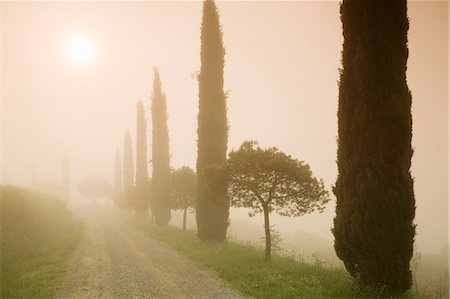 fog country - Cypress trees in the early morning fog, Val d'Orcia, UNESCO World Heritage Site, Province Siena, Tuscany, Italy, Europe Stock Photo - Premium Royalty-Free, Code: 6119-07451640