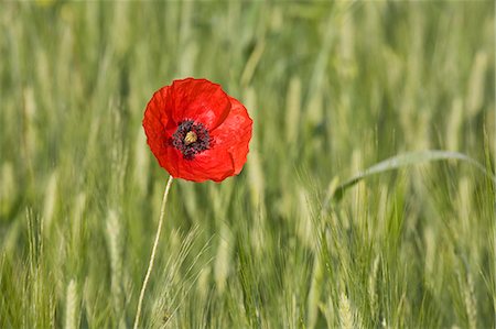 Single poppy in a grainfield, Val d'Orcia, Province Siena, Tuscany, Italy, Europe Foto de stock - Sin royalties Premium, Código: 6119-07451648