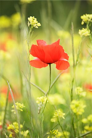 red flowers in a field - Single poppy in a field of wildflowers, Val d'Orcia, Province Siena, Tuscany, Italy, Europe Stock Photo - Premium Royalty-Free, Code: 6119-07451651
