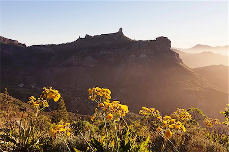 flower africa - Roque Nublo, Gran Canaria, Canary Islands, Spain, Europe Stock Photo - Premium Royalty-Free, Code: 6119-07451759