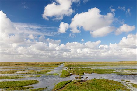 Salt meadow (salt marshes), Westerhever, Wadden Sea National Park, Eiderstedt Peninsula, Schleswig Holstein, Germany, Europe Foto de stock - Sin royalties Premium, Código: 6119-07451706