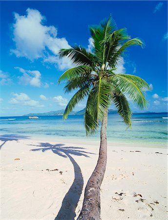 palm tree trunk - Anse Source D'Argent, La Digue, Seychelles, Africa Stock Photo - Premium Royalty-Free, Code: 6119-07452016