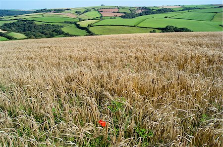 flower field in england - Poppies grow amongst barley in a River Dart valley agricultural landscape, Devon, England, United Kingdom, Europe Stock Photo - Premium Royalty-Free, Code: 6119-07452035