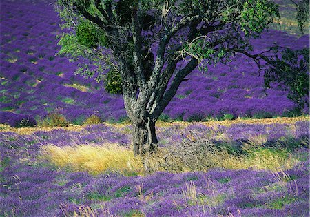 sault - Lavender Field, Vaucluse, Sault, Provence-Alpes-Cote d'Azur, France Stock Photo - Premium Royalty-Free, Code: 6119-07452296