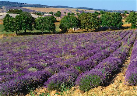 Lavender Field, Le Plateau de Sault, Provence, France Stock Photo - Premium Royalty-Free, Code: 6119-07452226