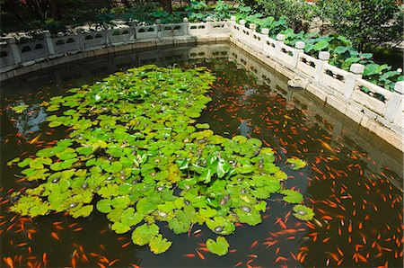 simsearch:6119-07943671,k - Koi Carp pond in Wofo Si Temple of the Reclining Buddha, inside Beijing Botanical Gardens, Beijing, China, Asia Foto de stock - Royalty Free Premium, Número: 6119-07452392