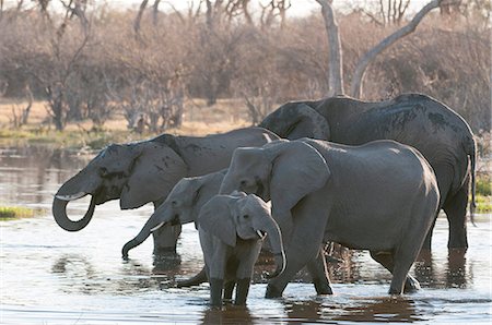five animals - African elephants (Loxodonta africana), Okavango delta, Botswana, Africa Stock Photo - Premium Royalty-Free, Code: 6119-07452440