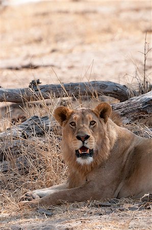 simsearch:6119-07452454,k - Lion (Panthera leo), Okavango delta, Botswana, Africa Stockbilder - Premium RF Lizenzfrei, Bildnummer: 6119-07452445