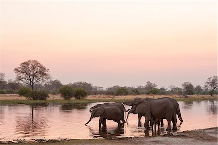 delta d'okavango - African elephant (Loxodonta africana), Okavango delta, Botswana, Africa Photographie de stock - Premium Libres de Droits, Code: 6119-07452448