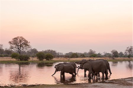 elephant standing - African elephant (Loxodonta africana), Okavango delta, Botswana, Africa Stock Photo - Premium Royalty-Free, Code: 6119-07452448