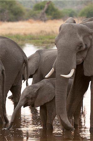 simsearch:6118-07439859,k - African elephant (Loxodonta africana), Okavango delta, Botswana, Africa Foto de stock - Sin royalties Premium, Código: 6119-07452449