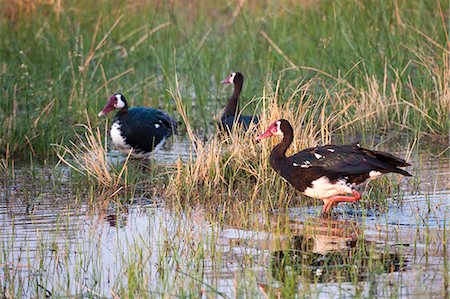 simsearch:614-03784234,k - Spur-winged goose (Plectropterus gambensis), Okavango delta, Botswana, Africa Stock Photo - Premium Royalty-Free, Code: 6119-07452450